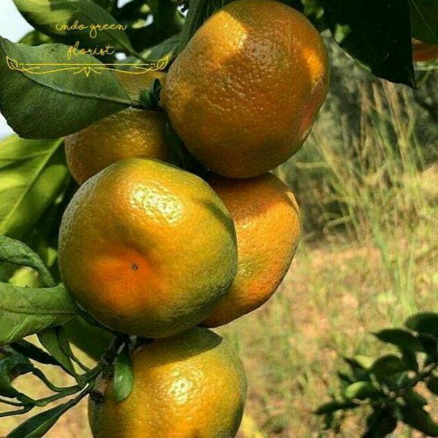 TANAMAN JERUK KEPROK MADU