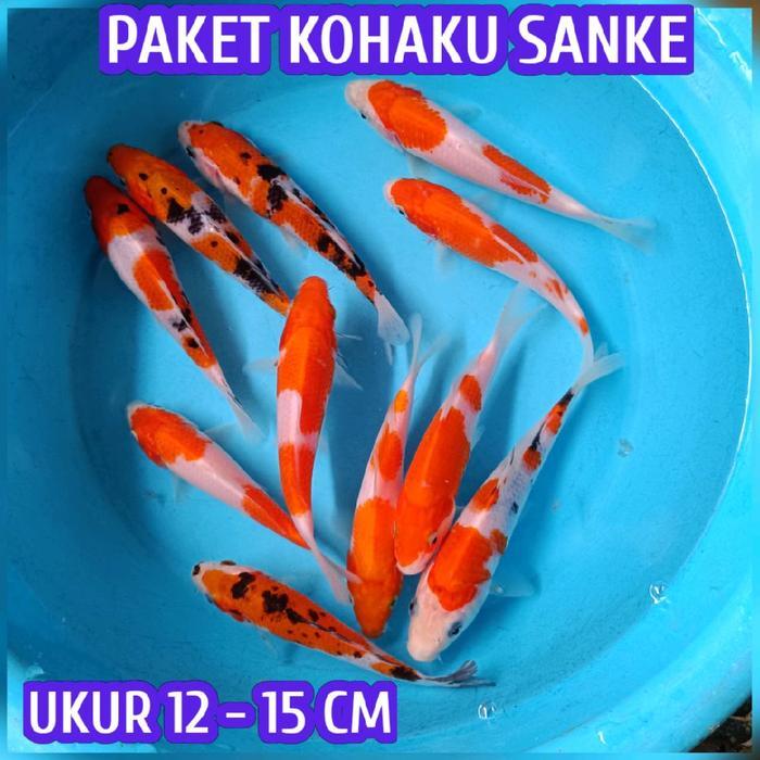 Ikan Koi Blitar Bibitan Kohaku Sanke Terbaru 