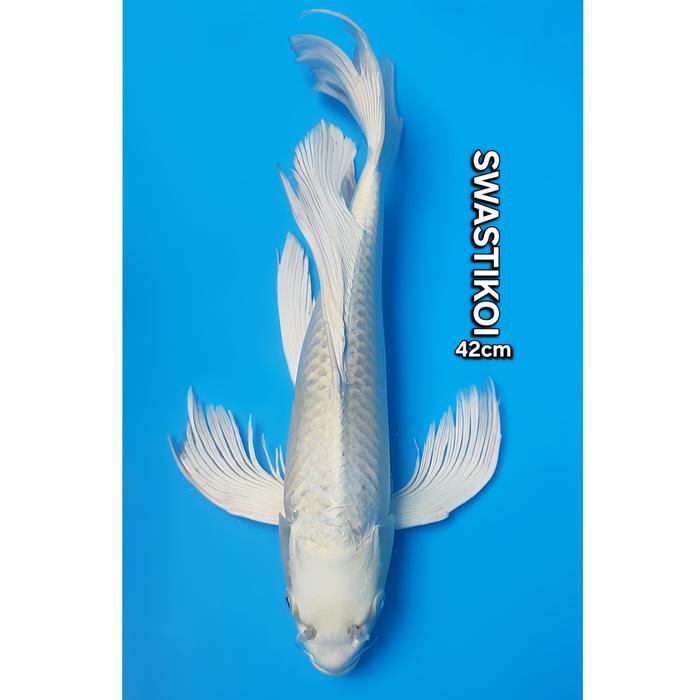 Ikan Koi Blitar Jumbo Platinum Slayer 42Cm Terbaru 