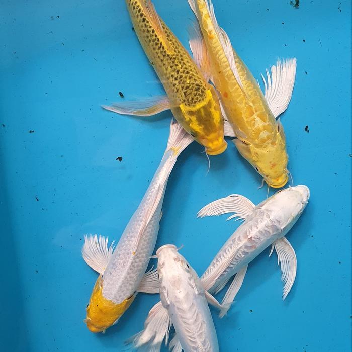Paket Ikan Koi Blitar 2 Ekor Terbaru 
