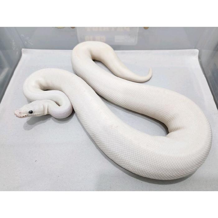 Ready Ball Python Leucistic Blue Eyed Lucy Female Super Cakep