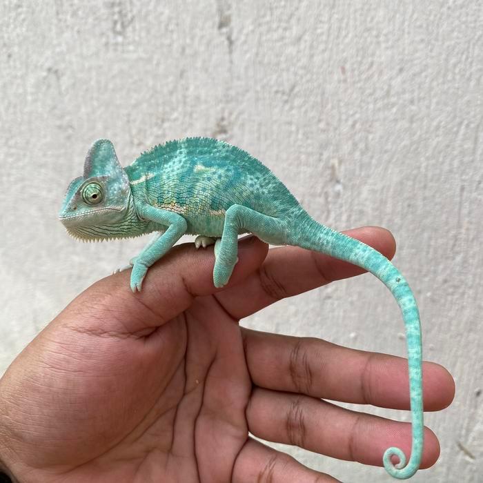Ready SJ Veiled Chameleon Not Phanther Fischer Cameleon