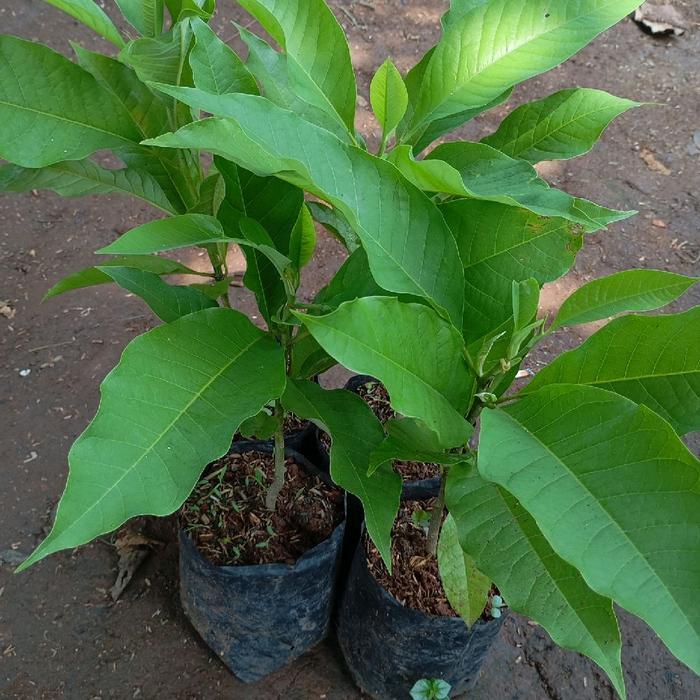 READY Bibit tanaman bunga kantil / pohon bunga kantil / bibit tanaman bunga kantil / Tanaman bunga