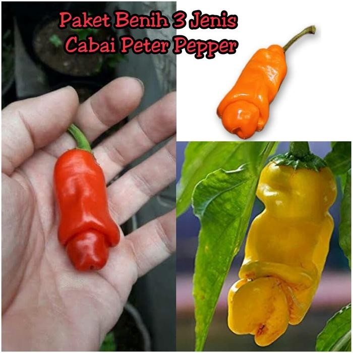 uikb Paket Benih - Biji 3 Jenis Cabe Hias Unik Nyentrik Cabai Peter Pepper