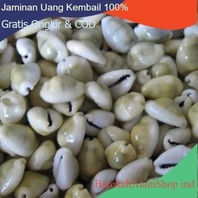 KERANG KEWUK CONGLAK 100GR KODE 1372