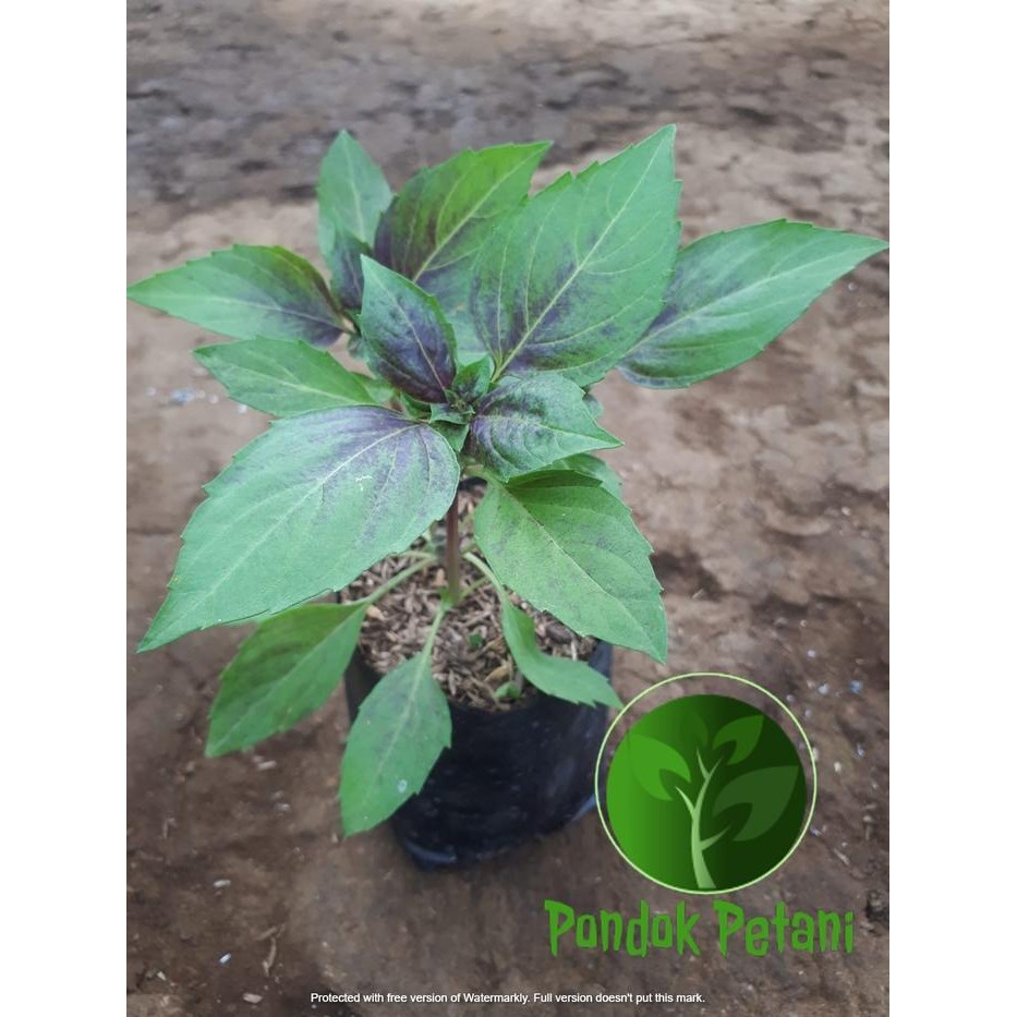 TGR Bibit Tanaman Herbal Purple Ruffles Basil - Basil Ungu
