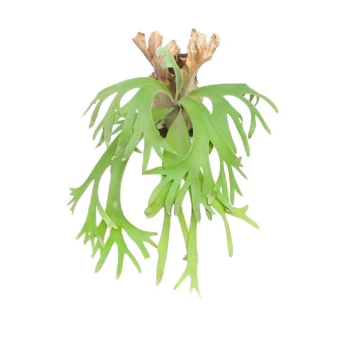 tanamanhias tanduk rusa - tanaman gantung tempel tanduk rusa - tanduk rusa tanaman - kadaka tanduk