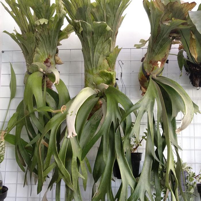 Tanduk Rusa / Simbar Menjangan