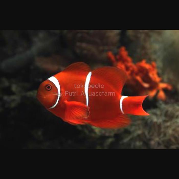 READY STOCK ikan nemo balong / clownfish nemo air tawar / ikan hias aquascape