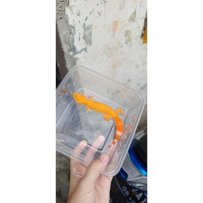 REDAY Terlaris Leopard Gecko Sunglow Betina Kode 12 Promo Murah