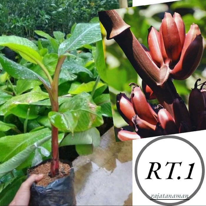 bibit pisang merah/pisang kidang