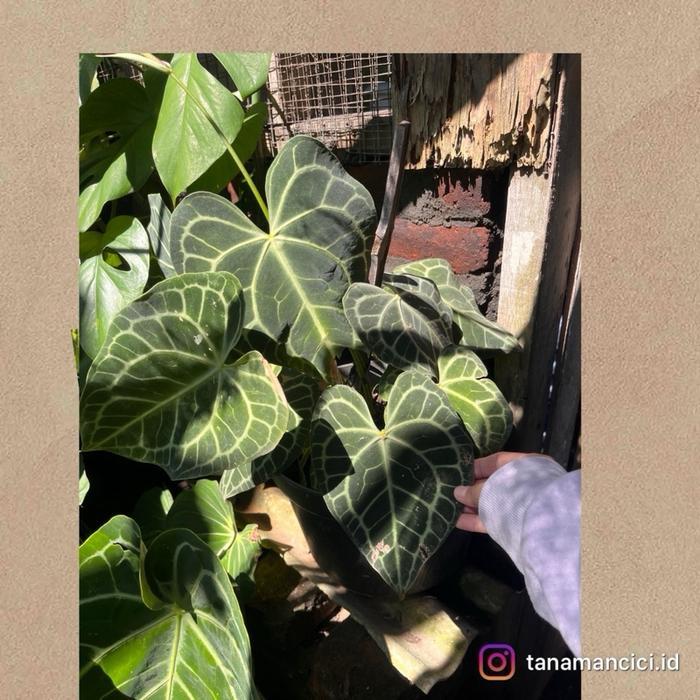 Anthurium tarantula kuping gajah pagoda rimbun ready Surabaya barat