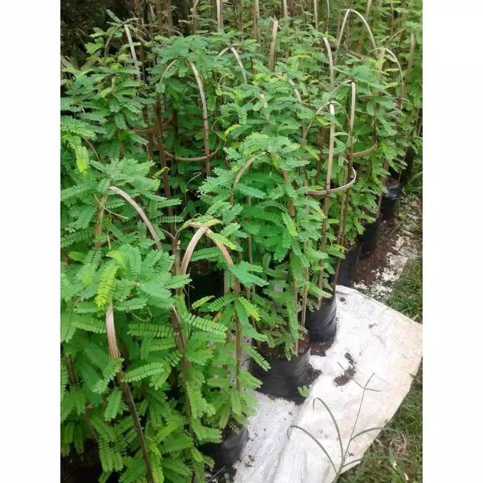 Terbaru Bibit Tanaman Saga Pohon Saga Tanaman Daun Saga Pohon Daun Saga