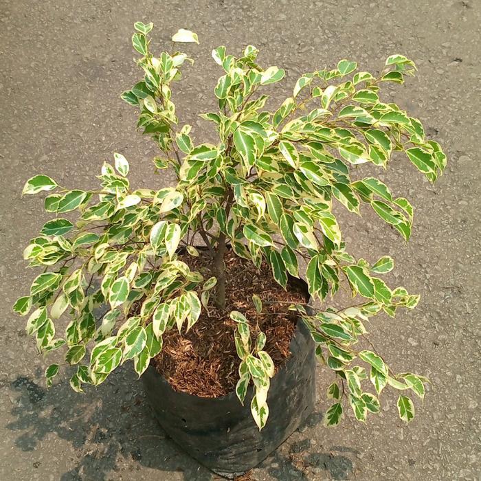 Beringin Putih Pohon Hias Beringin Putih Beringin Varigat