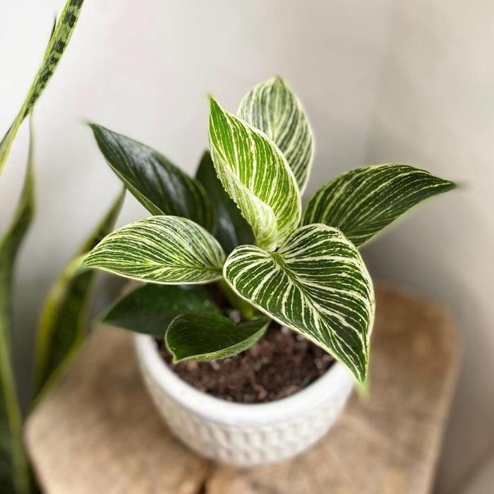 Tanaman hias philodendron birkin - Philo birkin tanaman