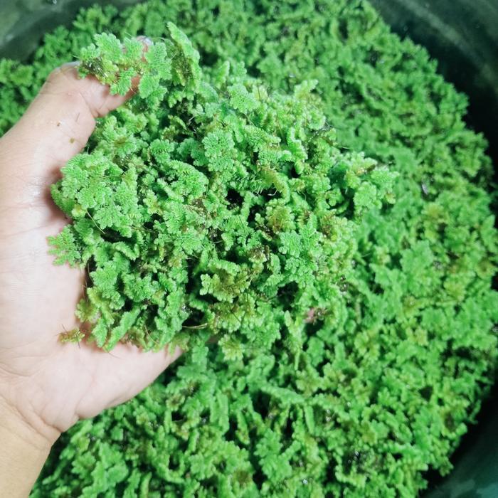 Azola pakan alternatif hewan ternak