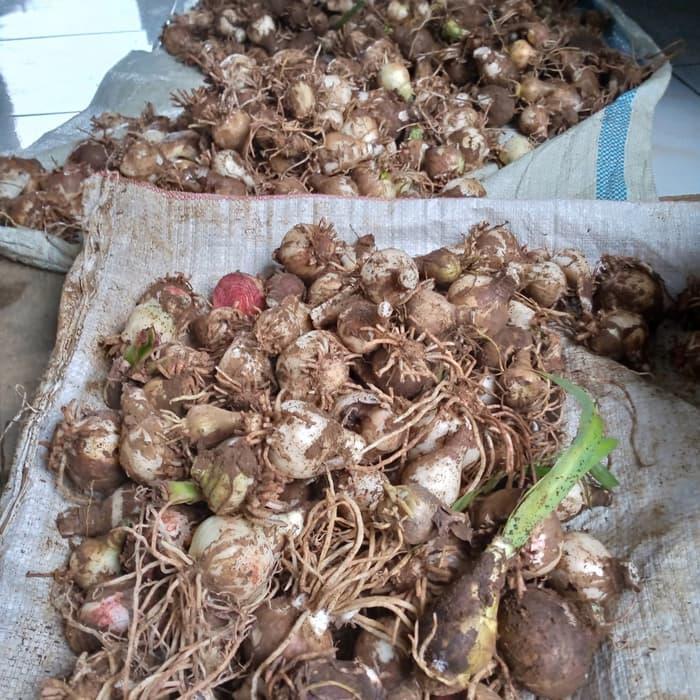 Umbi amarilis/bunga amarilis/bibit bunga amarilis/bibit umbi amarilis