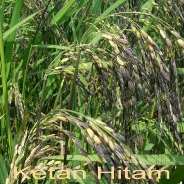 READY Gabah Bibit Padi Lokal Ketan Hitam 1 Kg