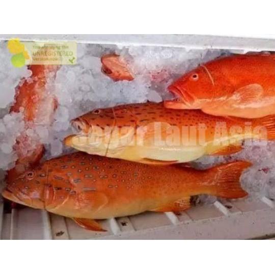 Ready BB Ikan Kerapu Lodi / Ikan Kerapu Merah / Ikan Kerapu Segar / Ikan Kerapu 1Kg / Ikan Krapu 1Kg