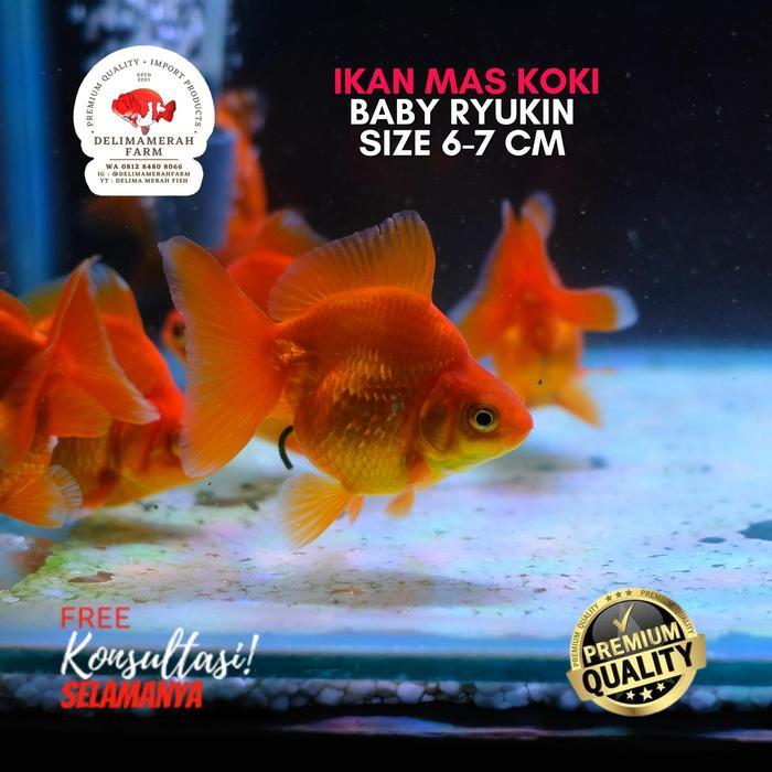 Ikan Mas Koki Ryukin Baby Rw Size 6 Cm Imut-Imut Good Color Bergaransi Terbaru 