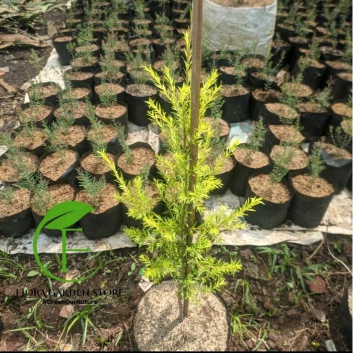 Pohon Artificial Cemara Melaleuca - Cemara Melaleuca Golden Artificial Asli - Cemara Malika