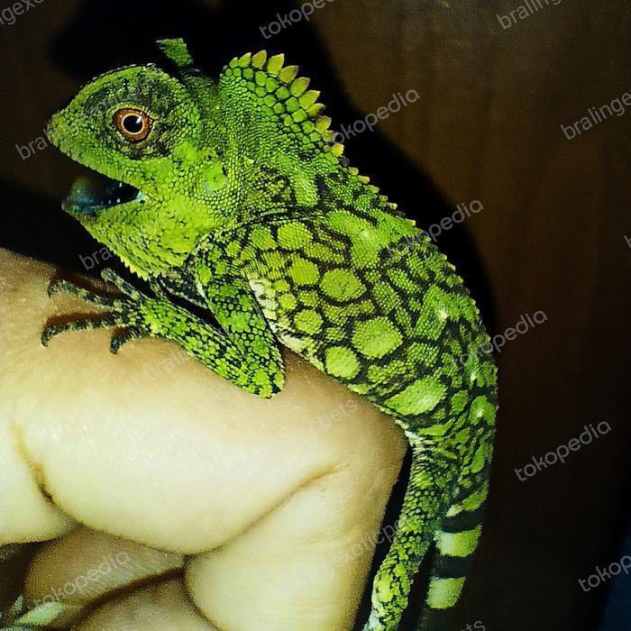 Ready baby forest dragon
