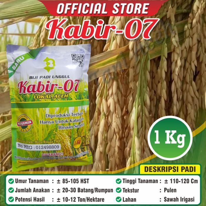 Bibit padi Unggul Kabir 07 Asli Nanggro Aceh