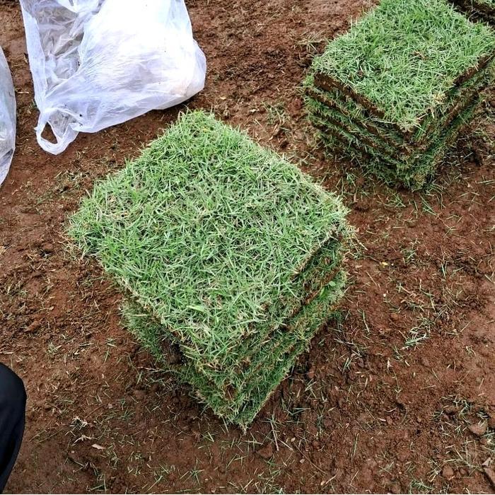 1 Makam Rumput Jepang Hidup Fresh Ukuran 15 X 15 Cm Siap Tanam Untuk 1 Makam - Rumput Makam