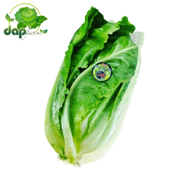 New Lettuce Romaine / Selada Romen / DAP Farm / Sayur Segar Jakarta