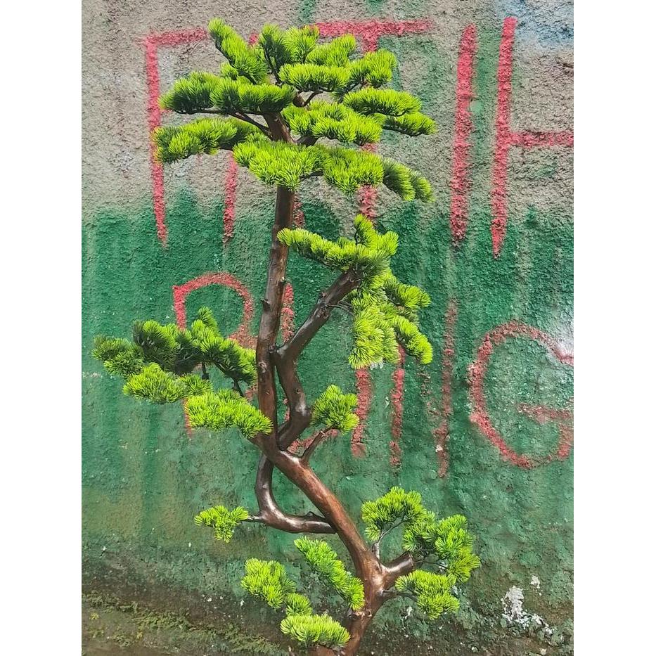 pohon bonsai cemara udang rimbun tanpa pot tinggi 1,5 m - bonsai rimbun