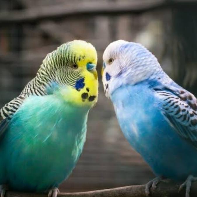 Burung parkit sepasang bagus siap ternak