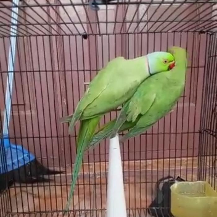 Indian ringneck green sepasang