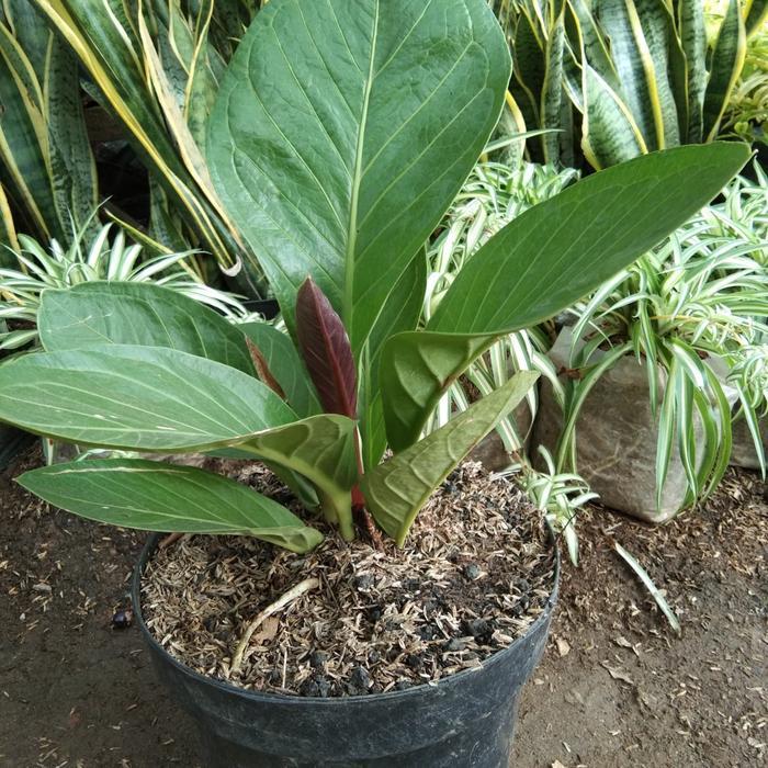 Tanaman hias anturium anthurium jemani kol