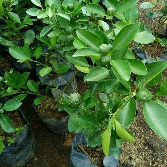 Tanaman Jeruk Limau Untuk Sambal + Pot + Bibit Tanaman Jeruk Limau