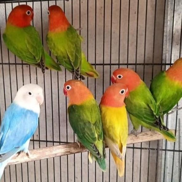 Ready Paket Aviary Burung Lovebird Warna Biola 6e