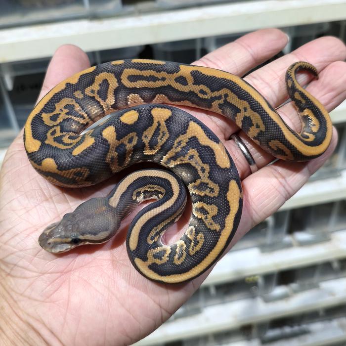 Ready Stock Ball Python Premium Morph Jantan & Betina Pengiriman