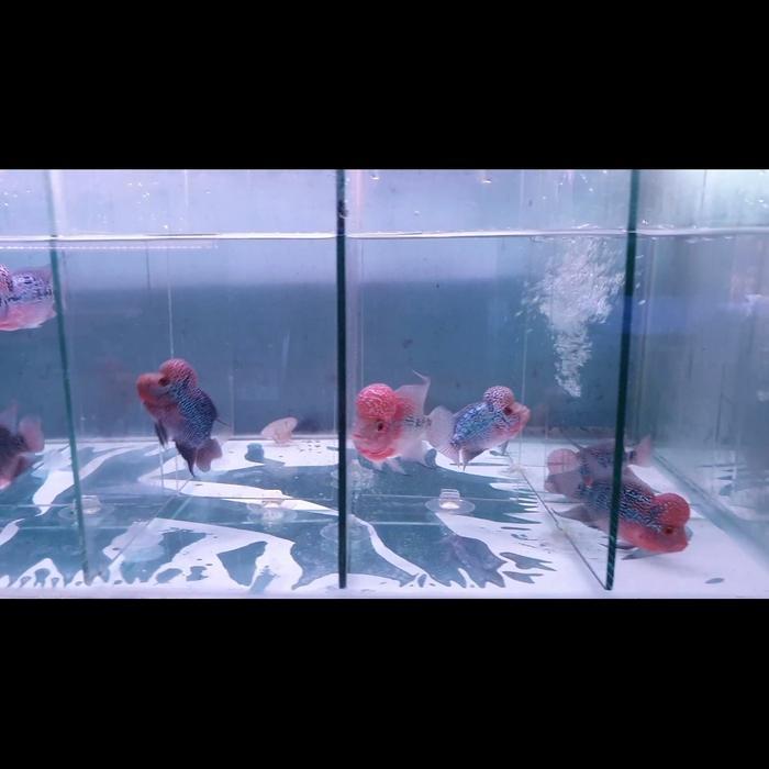 Ikan Lohan Srd Good Quality Kecil Jenong Terbaru 