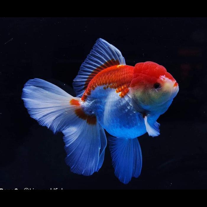 Oranda Fancy Ikan Mas Koki Oranda Terbaru 