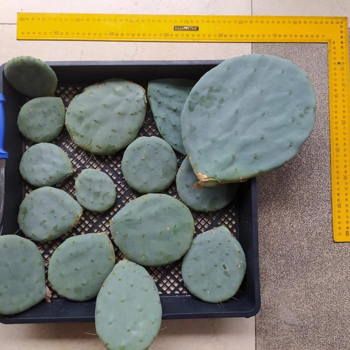 Yuxurystore- Opuntia Robusta Giant Fresh Cut