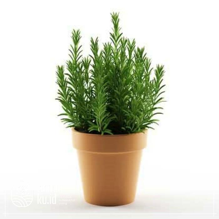 Tanaman Rosemary Pengusir nyamuk Rosemary Rosemary Daun Rosemary