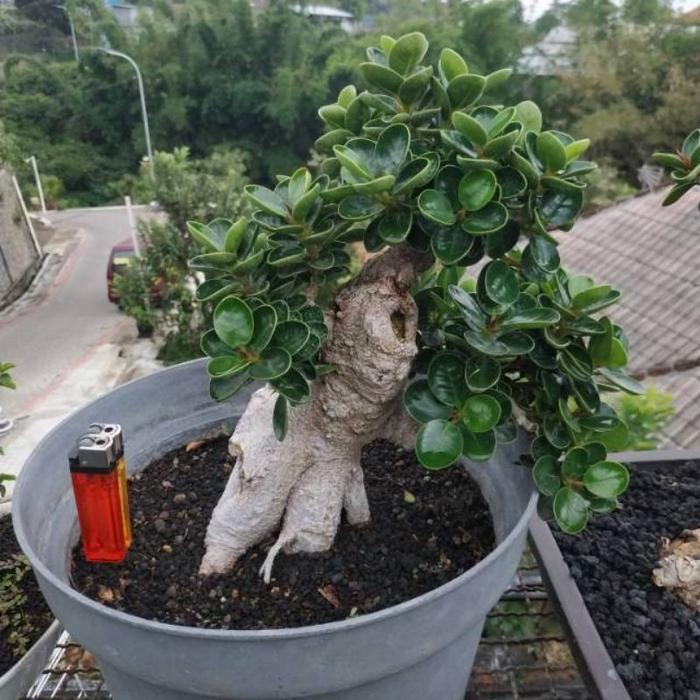 Tanaman Bunga Dolar Mikro / Dolar mangkok Bahana bonsai dolar Micro