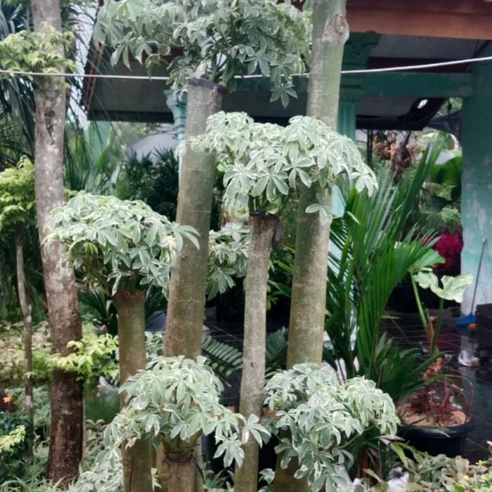 Tanaman Bonsai Randu/Bonsai Randu Varigata