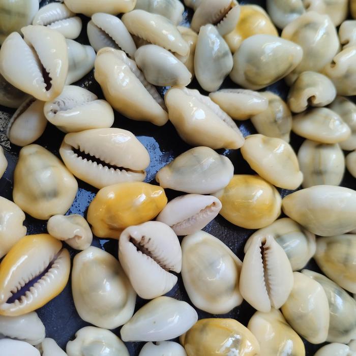 Biji Congklak Kerang Kuwuk Alami Kuning 100Gr Isi 40-70 Pcs