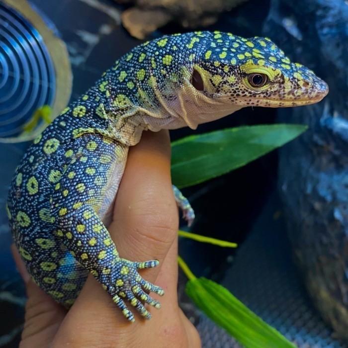 REDAY Terlaris Varanus colei BLUE PHASE Grade++ rawatan sejak baby longkeep no varanus salvator