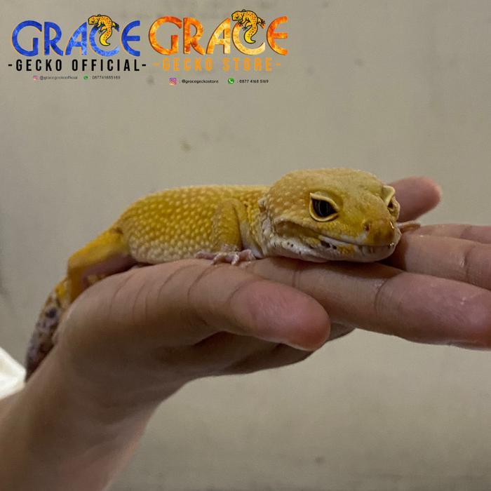 REDAY Terlaris Leopard Gecko Super Giant SHTCTB Male Jantan Promo Murah