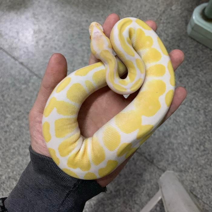 REDAY Terlaris ball python albino Promo Murah