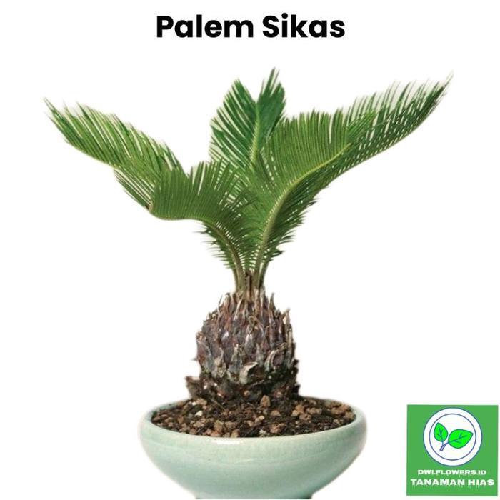 Tanaman Hias Palem Sikas Dewasa & Bibit Palm Sikas Mawar Jambe / Pohon Palem Mawar Jambe Tanaman