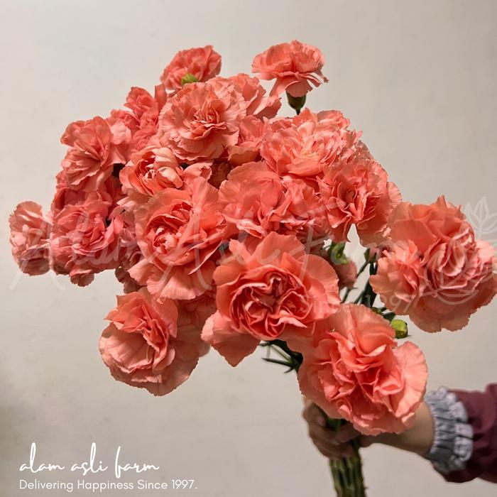 Bunga Plastik Aesthetic Bunga Carnation Segar 10 Batang Tipe Spray Fresh Cut Carnation Flower 10