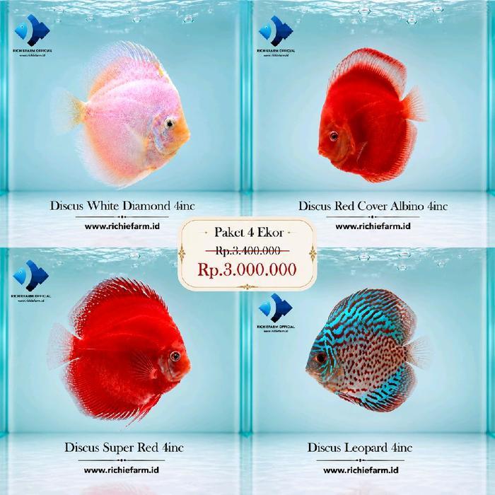 Flash Sale Paket 4 Ekor Ikan Discus 4Inc Original