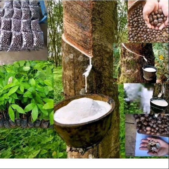 READY BIBIT KARET VARIETAS PB 260 SUPER OKULASI SIAP TANAM